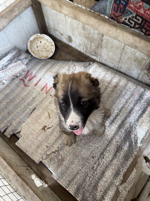 Алабай казакы тобет 1,5 айлык