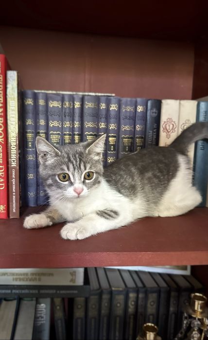 Котёнок в добрые руки