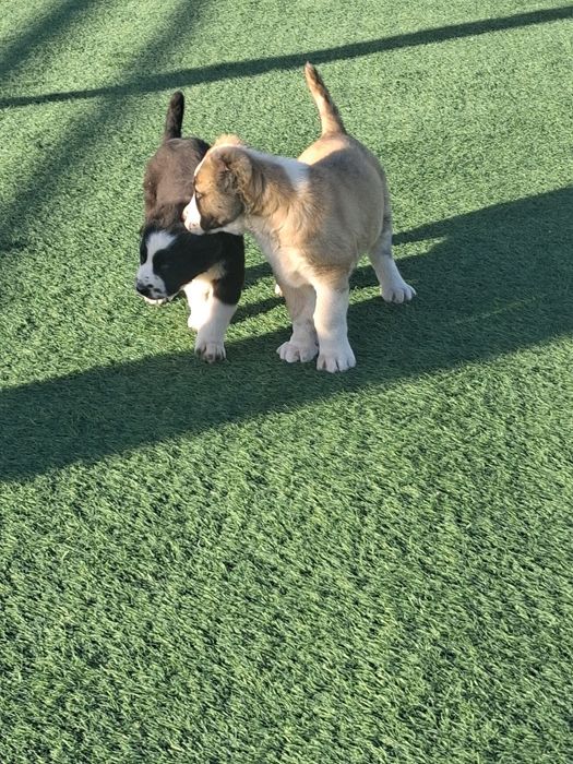 Щенки Алабая средниазиат