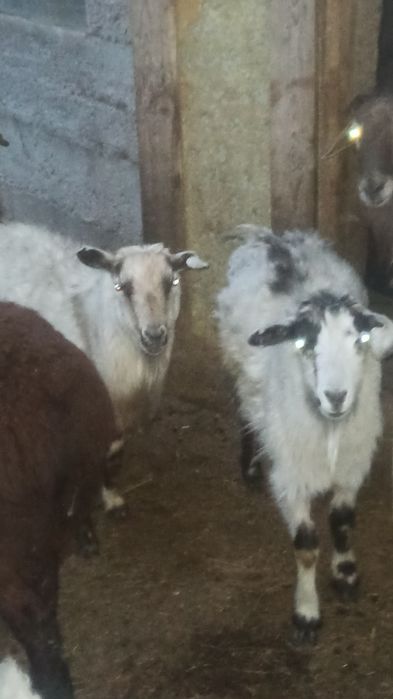 Ешкілер сатылады көкпекті ауылында оптым варянт