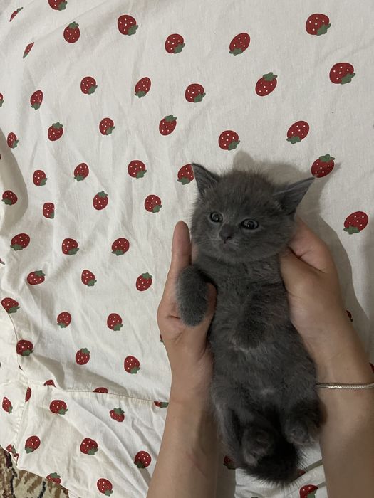 Котенок в добрые руки
