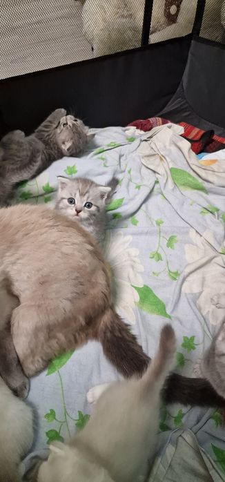 Шотландские котята
