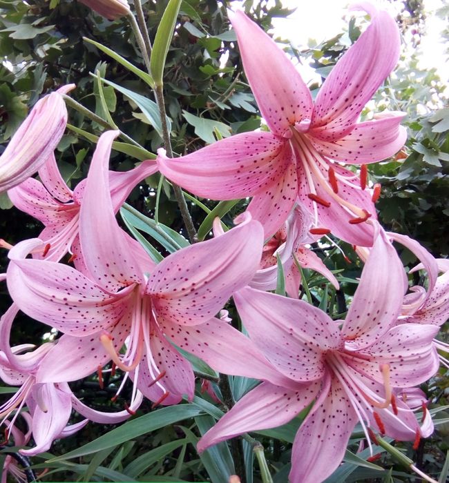 Сливы. Вишни. Яблони. Ели. Цветы.