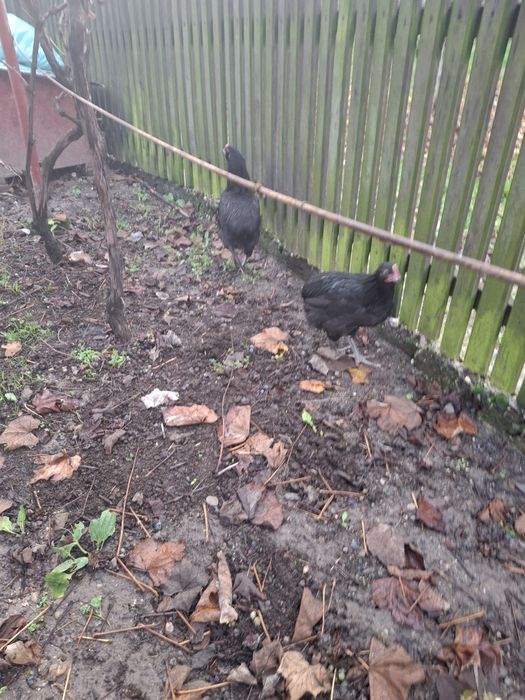 Vând cocoș Araucana