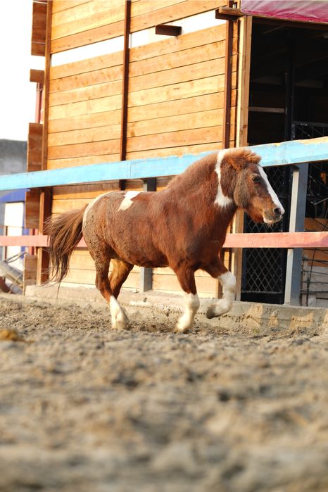 От пони айгир сотилади