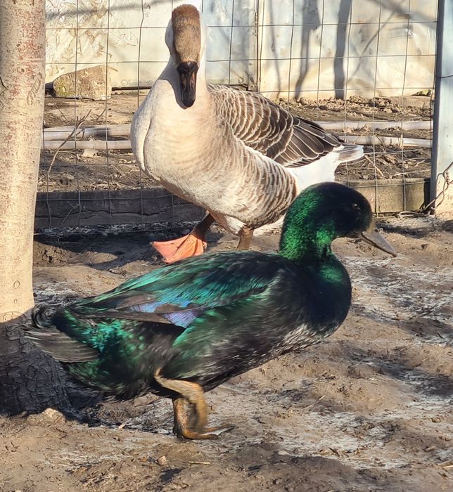 Rațe Cayuga pereche