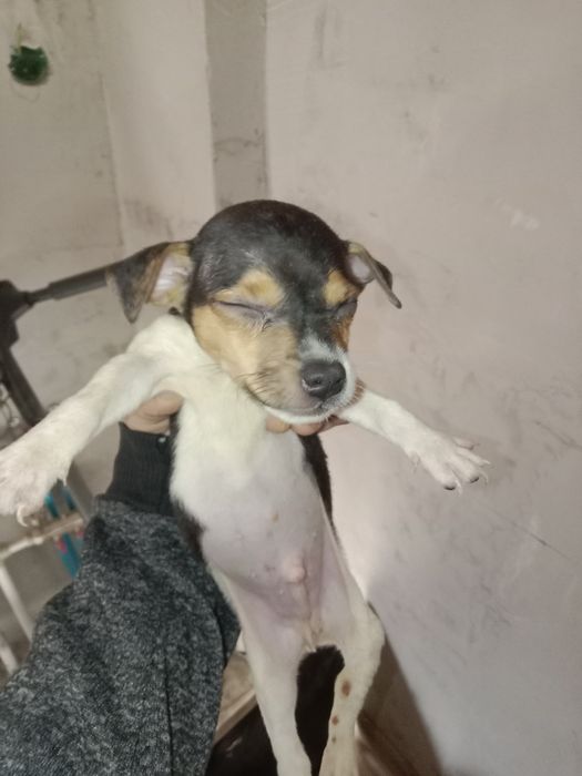 Джек Рассел Терьер