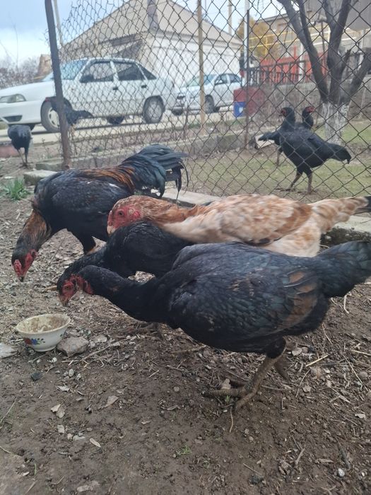 Дакан тауық сатылады китаи шамо