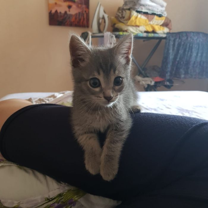 Отдам котенка в добрые руки