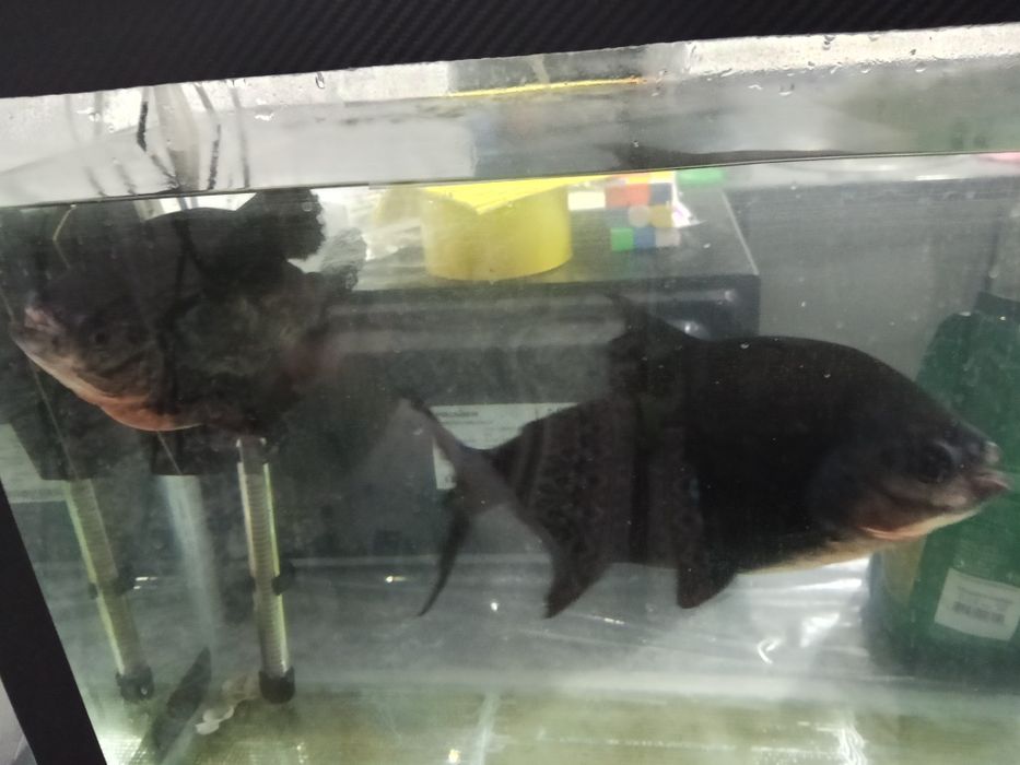 Продам рыбу  Пирани,  Баликлар сотилади пираниа  25 см катталиги