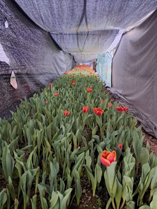 Продам тюльпаны на 8 марта .