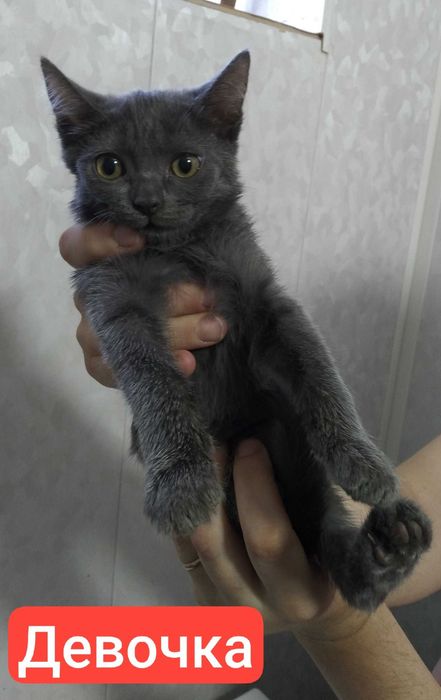 продаются котята