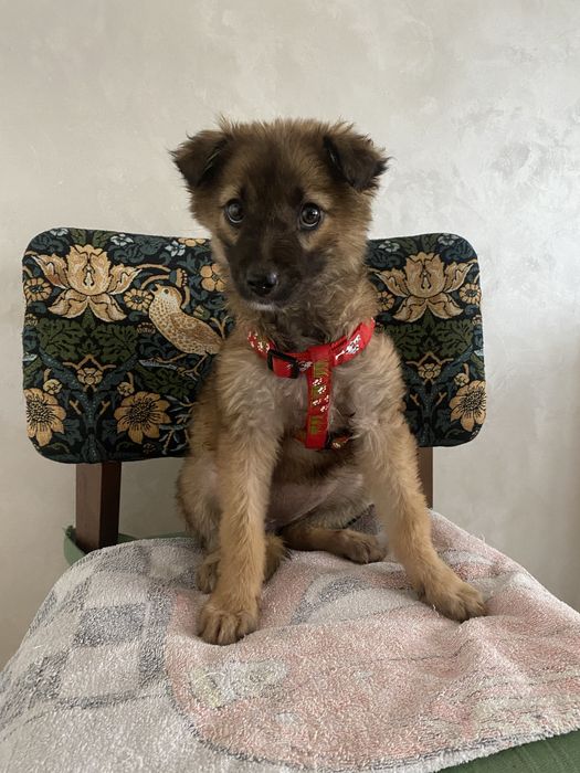 Щенок девочка помесь овчарки