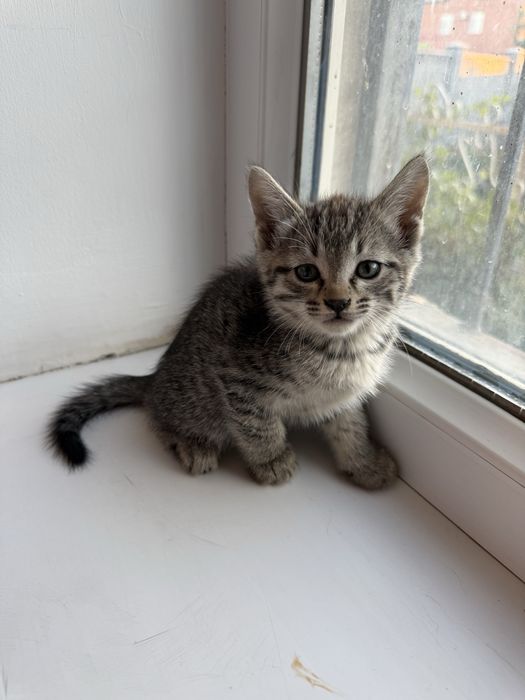 Отдам котят бесплатно