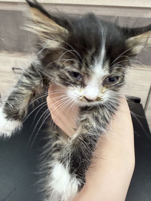 Котенка в хорошие руки
