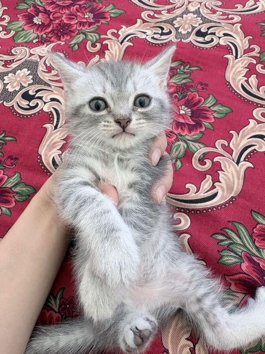 Британские котята