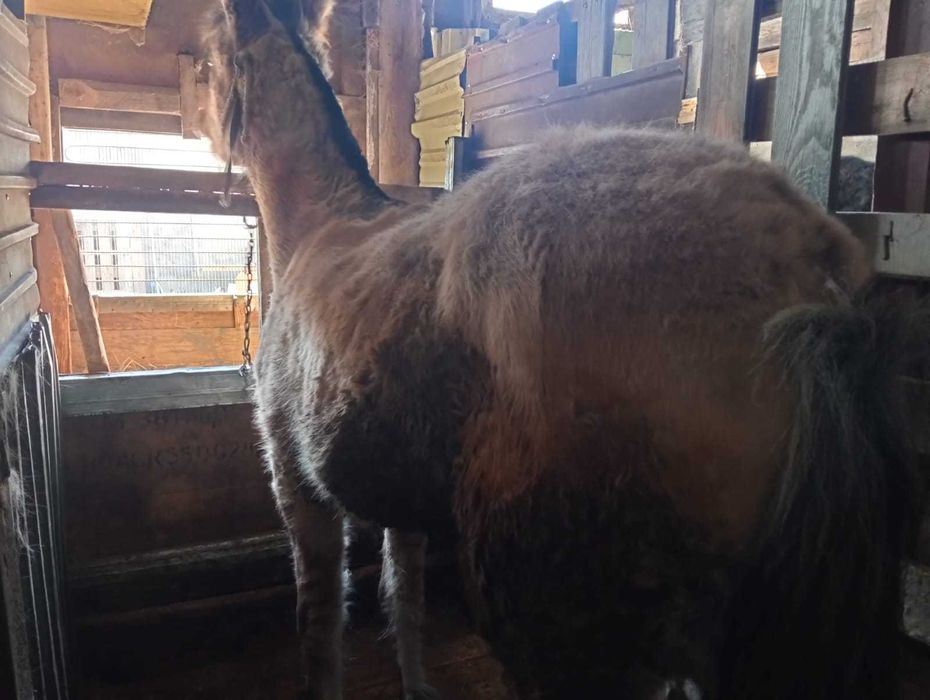 Продам лощадь (тай)