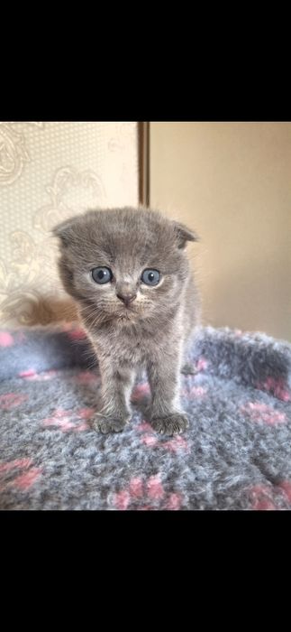 Продам котят шотландских