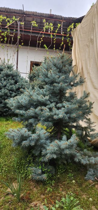 Голубой ель крымский.