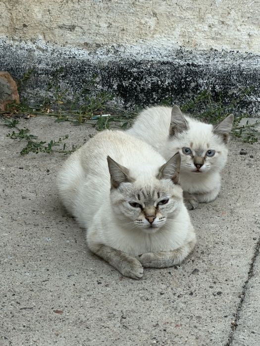 Марғаулар(котята)