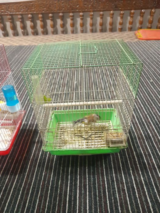 qushla sotiladi kokil kanareykala