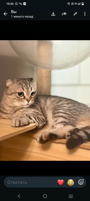 Отдам кошку в добрые руки