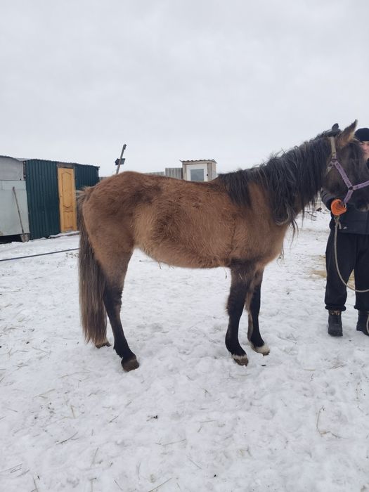 Кобыла 4 года жеребая