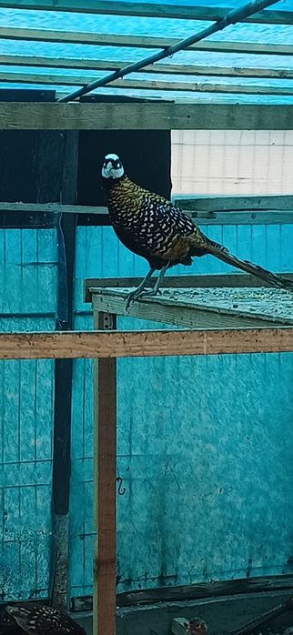 Fazani de mai multe rase