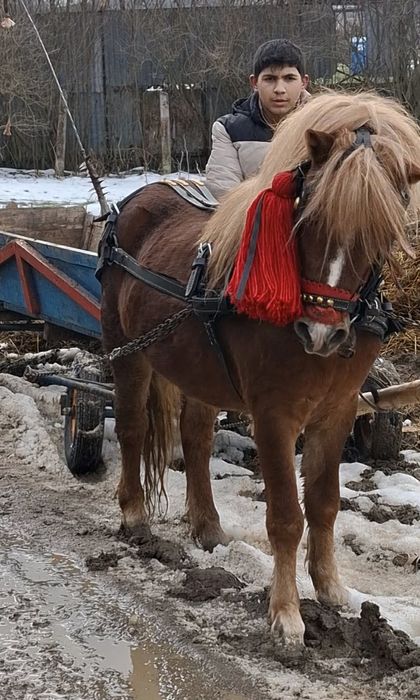 Vând poneii de 5 ani