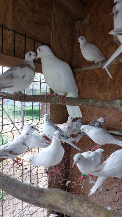 Turturele Râzătoare ... Cucuruzi