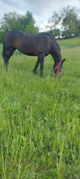 Vând iapă de 9 ani.