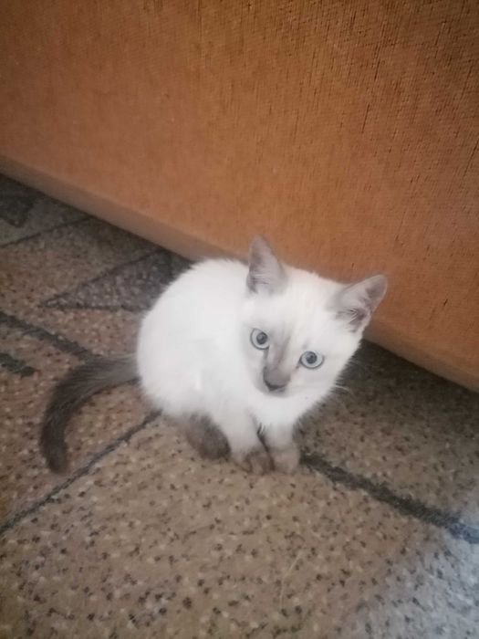 Кошечки сиамские, домашние.