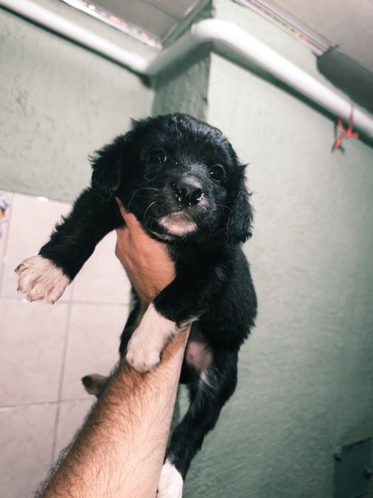 Отдаем щенков помесь со Спаниэлем