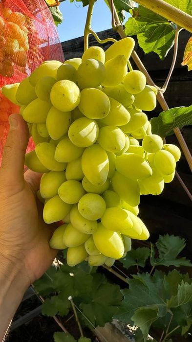 Vita de vie la ghiveci soiuri de masa fără semințe