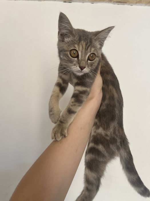 отдам красивого котенка