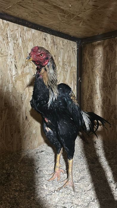 Дакан кораз 70.000