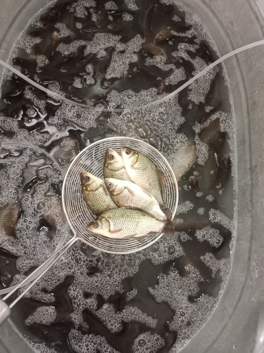 Малек КАРАСЬ...в продаже