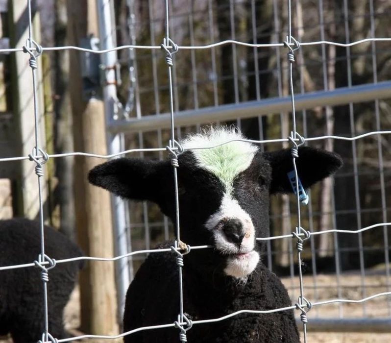 Чабанка Сетка,Акция