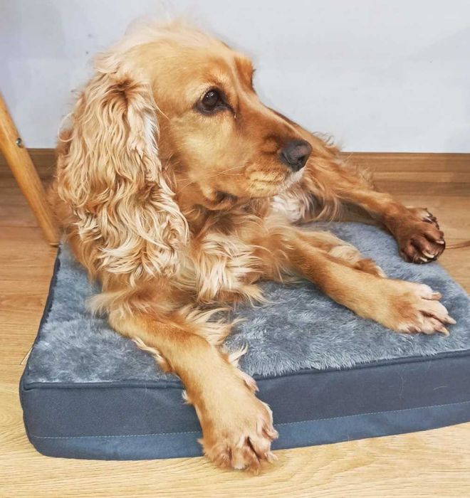 Комфортно Легло за Куче, Водоустойчив Калъф с Цип, Плюш, 73x45x7см