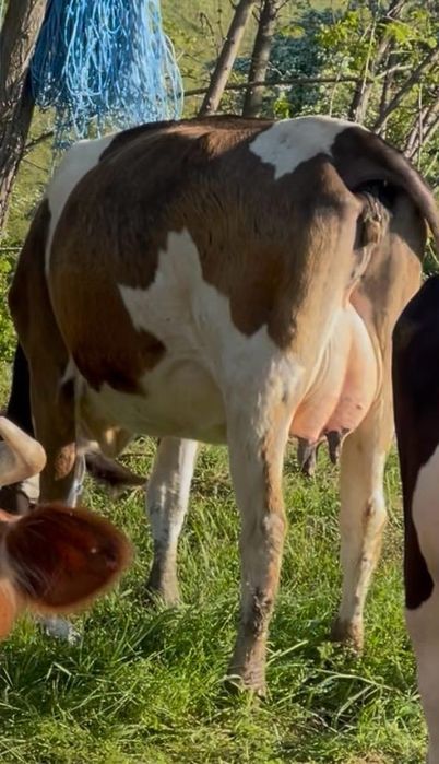 Vaca cu lapte disponibila