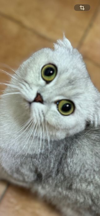 Продам котенка шотланандец