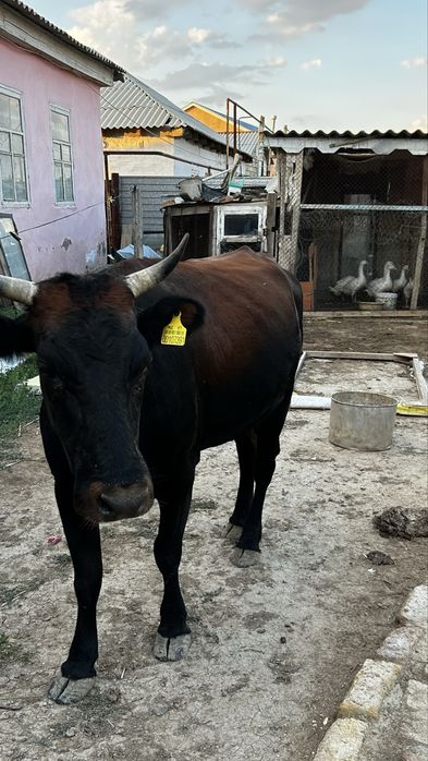 Сиыр Сатылады Ұрғашы Бұзауымен