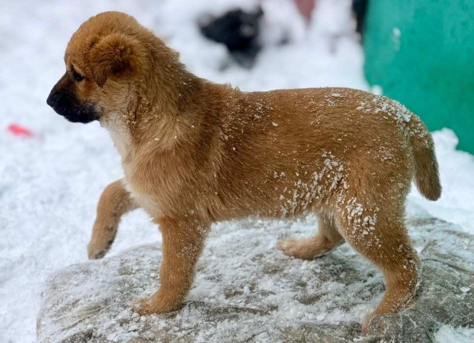 Отдам щенков  3 месяца