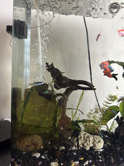 Аквариум за рибки