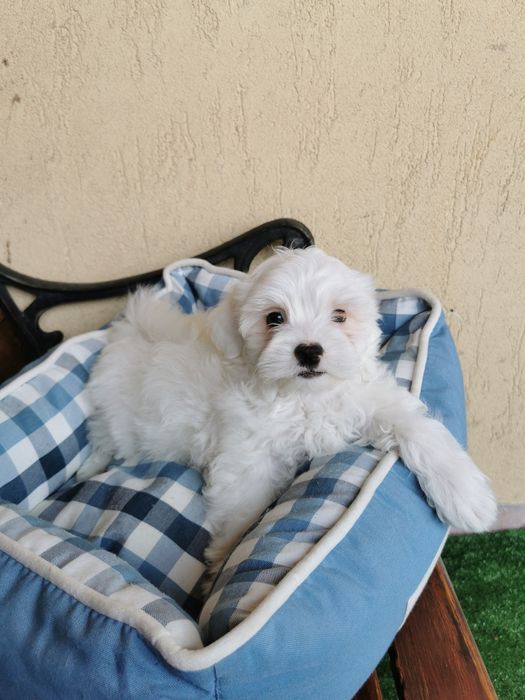 Bichon maltese mini toy