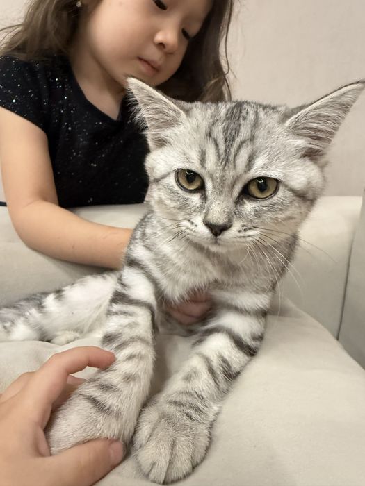 Домашнее животное