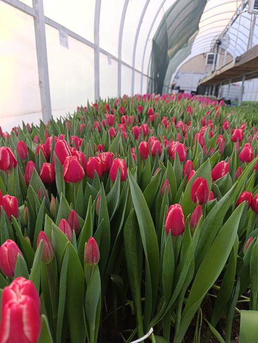 Тюльпаны опт и розница 450 тг