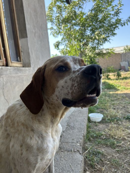 Английский Поинтер / English Pointer / Охотничья Собака