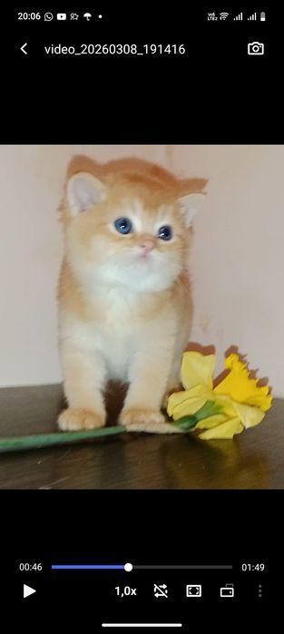 Роскошные котята ny12 золотая Шиншила мальчики