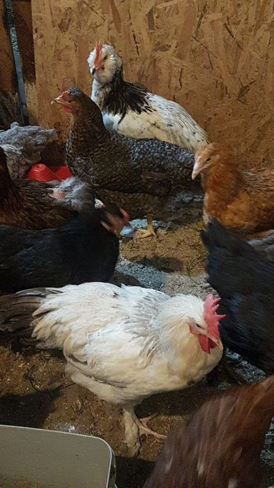 Ouă pentru incubație